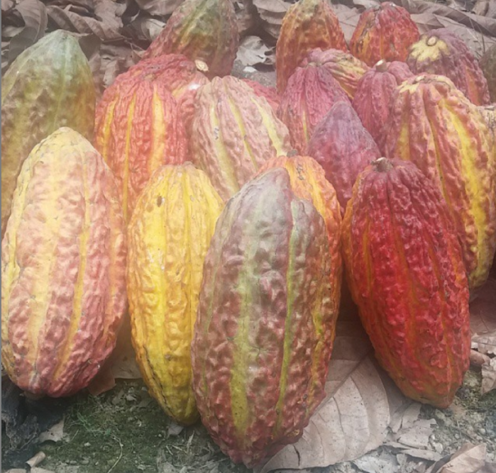 cacao pods camino verde