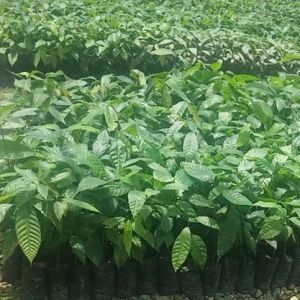 Cocoa tree nursery on the Camino Verde farm in Ecuador