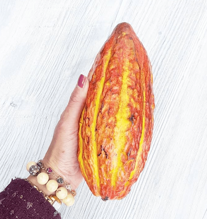 ecuador cacao pod