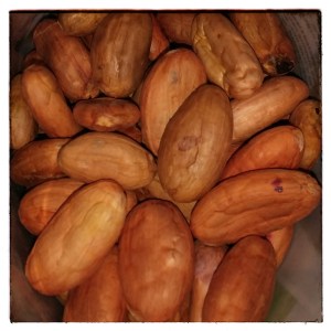 Sample raw organic cocoa beans at my Chocolate Wellness seminars. You can also sample them fresh from the tree on my Chocolate Travel Club origin trip to Ecuador.