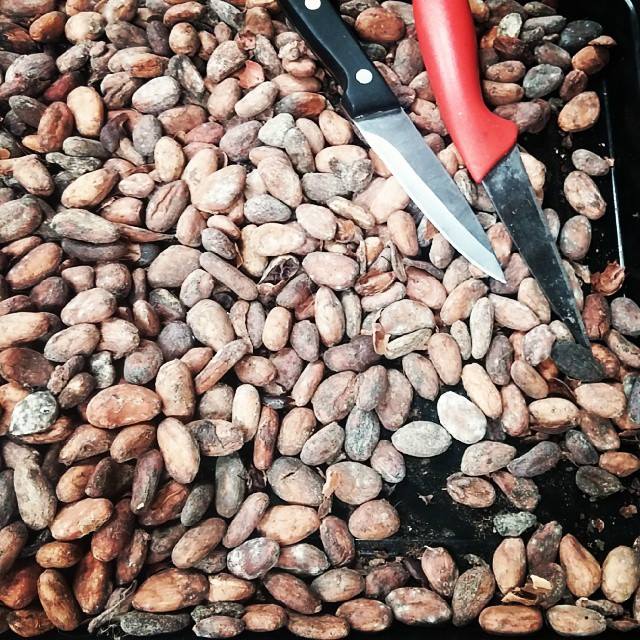 Venezuelan cocoa beans in the kitchen at Cao