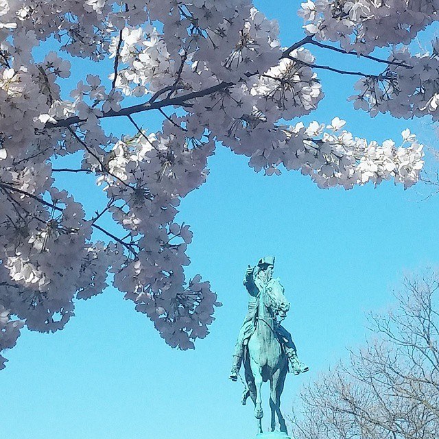 Cherry blossoms in Stanton Park