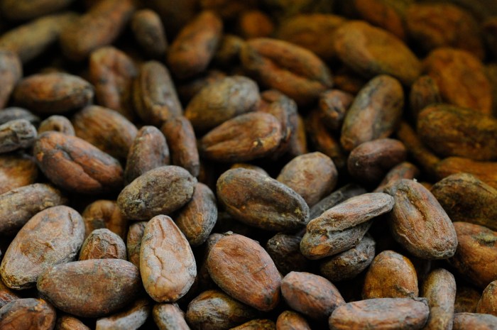 photo of cocoa beans