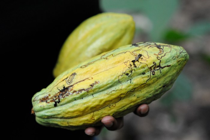 photo of hand holding cocoa pods
